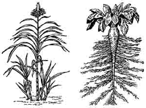 Сахарный тростник благородный и Сахарная свекла