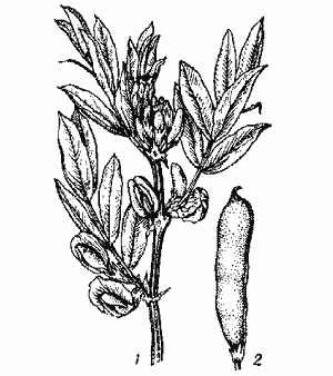 Бобы конские: 1 — верхняя часть стебля с цветками; 2 — плод (боб)