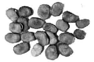 В Средиземноморье и на Востоке бобы — повседневная пища местного населения