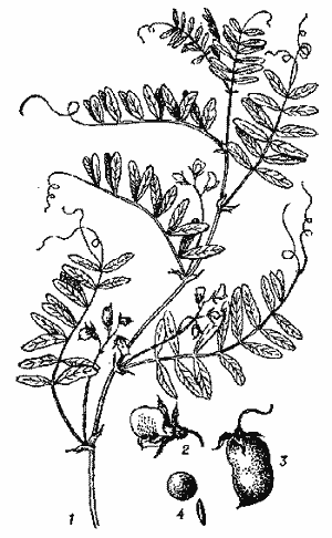 Обыкновенная чечевица рисунок