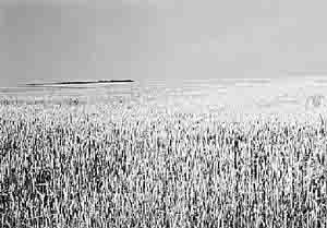 Бескрайние поля пшеницы в Новоузенском районе