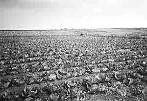 Поля корейских бригад с капустой в Ровенском районе