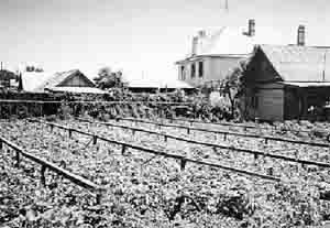 Пристаненские огурцы вблизи Саратова