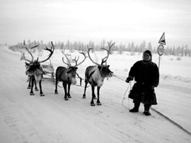 Шоссе в Обской лесотундре. Фото Владимира Колесникова (Лабытнанги)