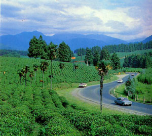 Аджария. Чайные плантации и пальмы