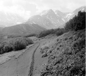 Тропа, идущая по вулканическому песку близ водопада Шумного (участок тропы WWF). На заднем плане вулкан Арик