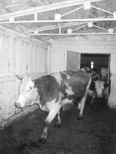 На животноводческой ферме