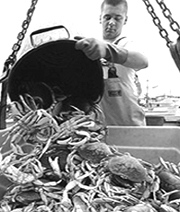 Японцев завалили дешевым деликатесом — крабами. Зато на рыбном рынке Владивостока цены взлетели