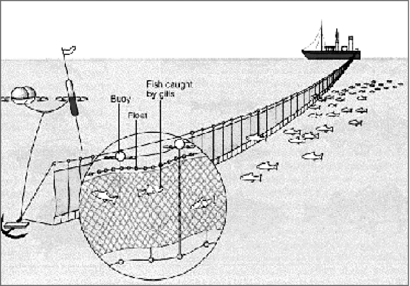 Установка сети. Дрифтерный лов рыбы это. Лов рыбы дрифтерными сетями. Дрифтерные сети схема. Конструкция дрифтерных сетей.
